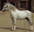 /album/fotogaleria/walesky-pony-jpg/